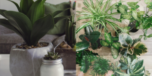 The Best Houseplants for a Healthier Home