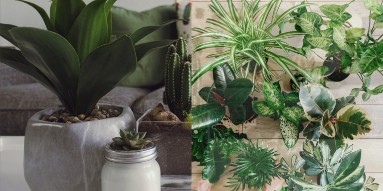 The Best Houseplants for a Healthier Home